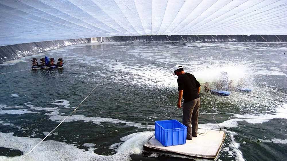 How we created impact on the life of shrimp farmers by incorporating cutting edge technologies.
